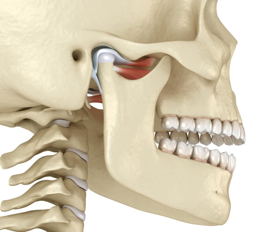 human jaw