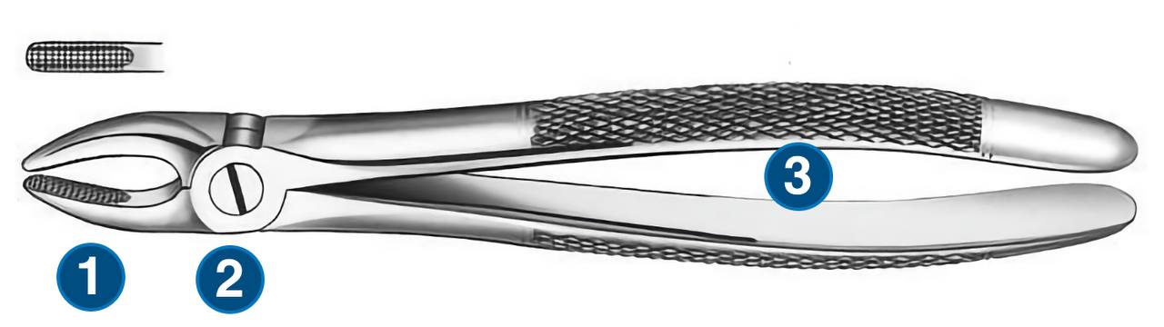Dental forceps